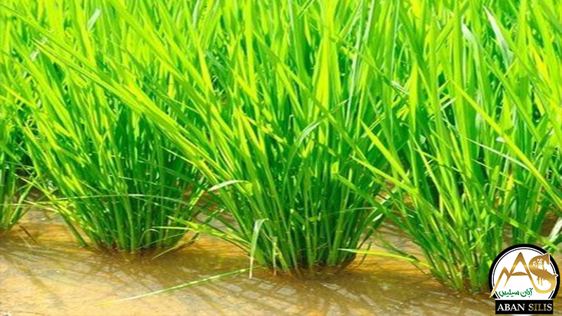 کاربرد سیلیس تصفیه آب در کشاورزی